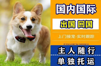伊犁州宠物托运公司伊犁州宠物托运公司伊犁州宠物托运公司