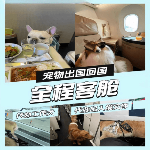 伊犁州宠物托运到白俄罗斯宠物入境规定和要求