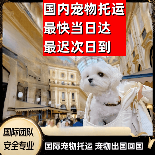 伊犁州到澳大利亚（澳洲）宠物入境规定和要求